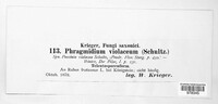 Phragmidium violaceum image